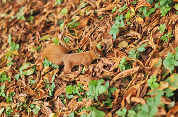 Red Squirrel Foraging in Park Grass Amidst Autumn Leaves..