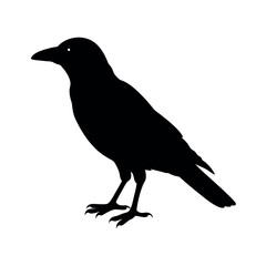 Obraz premium crow on white background
