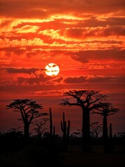 Fototapeta premium Silhouettes of baobab and acacia trees with cacti against centered golden sun at African sunset. Horizontal cloud layers in red and orange sky. 