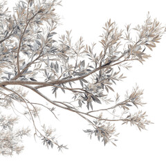 Frosty Olive Branch Detail Winter Botanical Art