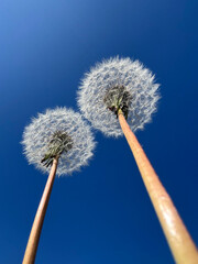 Fototapeta premium A low-angle close-up of two dandelion seed heads against a vibrant blue sky