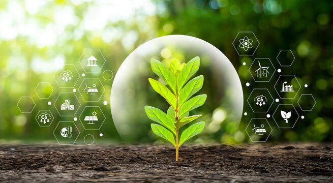 environment Earth Day In the hands of trees growing seedlings. Bokeh green Background Female hand holding tree on nature field grass Forest conservation concept