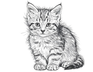 Sitting kitten pencil sketch black and white portrait