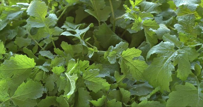 Freshly harvested white mustard leaves. Great for cooked salads. Table spin.