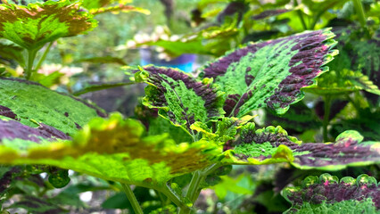 Vibrant foliage with green and purple hues.