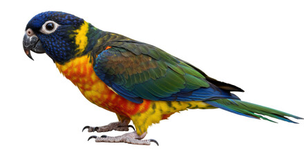 Isolated Colorful Parrot Bird