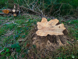 A pile of wood is on the ground in a forest