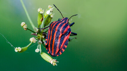 bug on a leaf