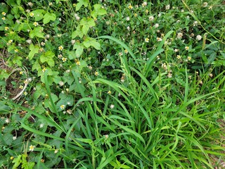 FLOWERSgreen ForStrong