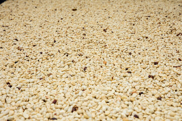 COFFEE BEANS DRYING IN THE SUN