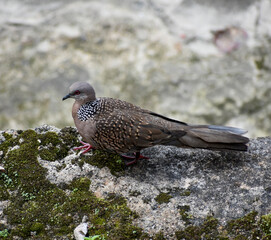 A charming Spotted Dove with unique speckled plumage, perched on a textured rock.