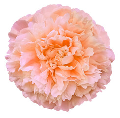 Peony flower  on  isolated background with clipping path. Closeup. For design. Nature. Transparent background.	