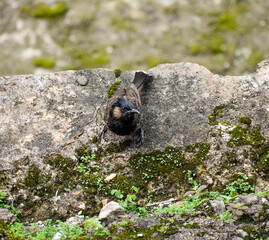 A beautiful Red-vented Bulbul bird perched on a stony surface, showcasing its unique plumage.