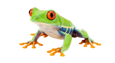 Isolated Red-Eyed Tree Frog