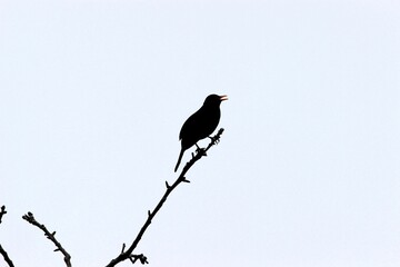 blackbird on a branch