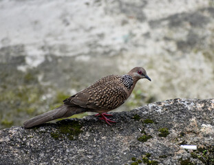 A charming Spotted Dove with unique speckled plumage, perched on a textured rock.