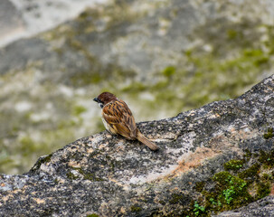 Close-up of a charming Eurasian Tree Sparrow perched on a moss-dappled rock.