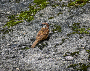 Cute Sparrow perches on mossy, textured ground.