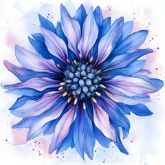 Obraz premium Blue and Purple cornflower, close up view from the top, background, backdrop, wallpaper