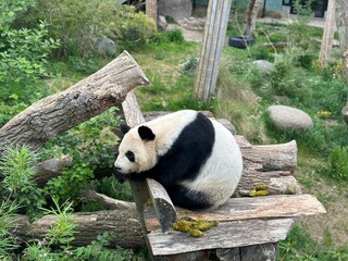 giant panda bear