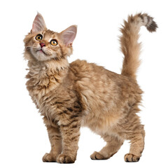 Obraz premium A fluffy, light orange cat with large ears and a curly coat stands on a black background. The cat looks up with bright eyes, showcasing its playful demeanor.