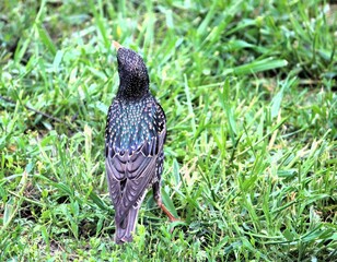 starling in the grass