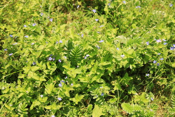 A close-up of blooming Germander Speedwell plants, showcasing the beauty of European wetlands in Ukrainian Polissia.