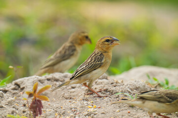 baya weaver (Ploceus philippinus) bird watching in the forest.