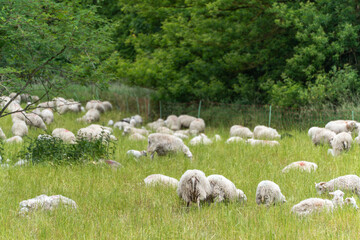 Fototapeta premium A large flock of sheep spreads across a green pasture, partly in the shade of a tree. The scene depicts harmonious coexistence in a natural environment.