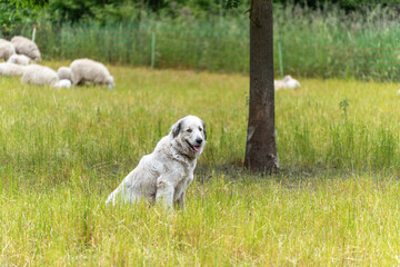 Fototapeta premium A white livestock guardian dog sits vigilantly under a tree, while sheep graze in the background. He appears content and attentive at the same time.