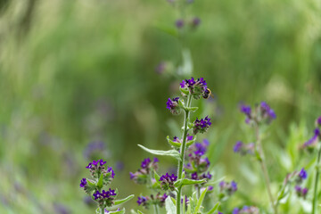 Several purple wildflowers bloom in a summer meadow, visited by bees. The scene conveys joie de vivre and biodiversity.