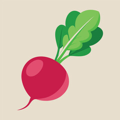 Vector illustration of vegetable, radish