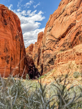 looking into buckskin gulch slot canyon with desert plants in foreground