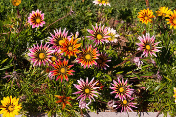 Beautiful gazania flowers growing on green grass.