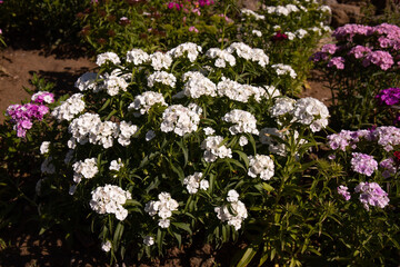 Red and white carnation flowers.