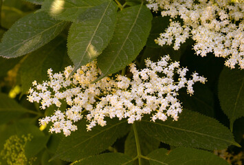 Beautiful white flowers of black elderberry.