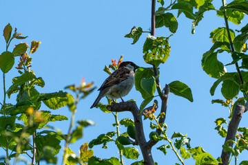 A sparrow sits quietly on a branch, the sunlight highlighting its brown plumage. The surrounding green leaves and clear sky complete the nature scene.