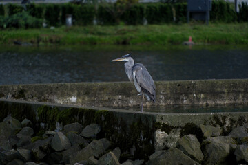 Grey heron (Ardea cinerea) standing on a stone pier. Grey heron standing on a rock at the edge of a lake, single bird in water