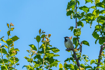 A sparrow perched on a branch, gazing attentively into the distance. The scene is framed by fresh...
