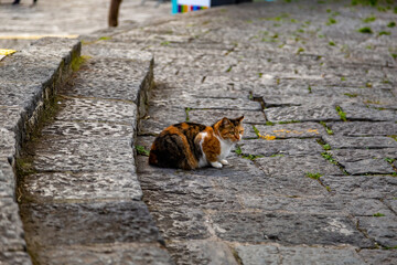 Stray cat on the steps of an ancient village in Sorrento, Italy