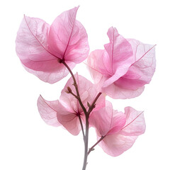 pink Bougainvillea Flowers Bouquet, isolated on transparent background png cutout. Tropical Floral Arrangement for Commercial Use