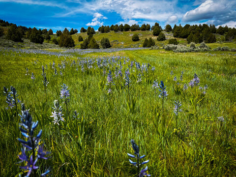 purple wildflowers blooming in spring green mountain meadows under blue and white cloudy skies in Utah