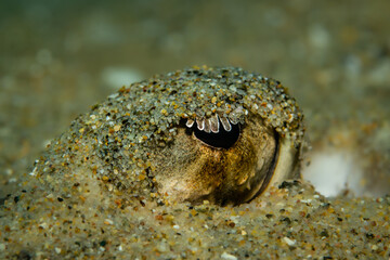 Unterwasserfoto Auge eines Rochens
