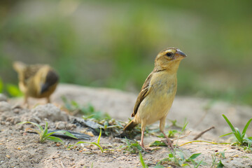 baya weaver (Ploceus philippinus) bird watching in the forest.