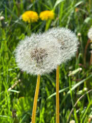 Fototapeta premium Close-up of two white dandelions in a lush green meadow.