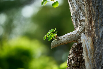 Obraz premium 4월 봄이 되면 새로운 싹이 나듯 생명은 태어난다