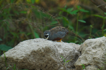 King quail, Blue-breasted quail, Asian blue quail, (Excalfactoria chinensis) male bird watching in the forest.