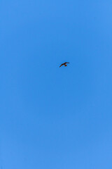 Falco tinnunculus pertenece a la familia de Falconidae.