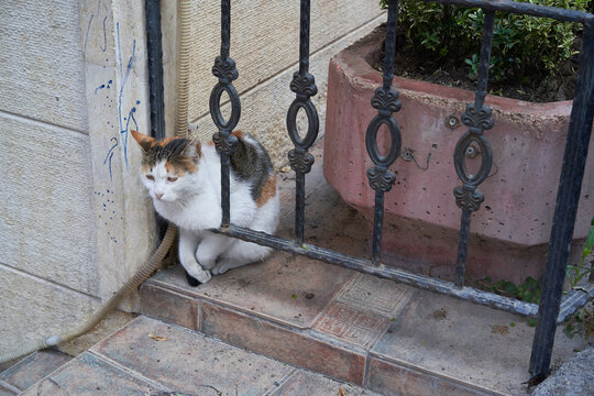 Calico cat sitting by metal fence on stone patio near potted plant