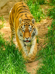 Amur or Siberian tiger (Panthera tigris altaica)
